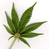 Long Term Effects of Marijuana Abuse